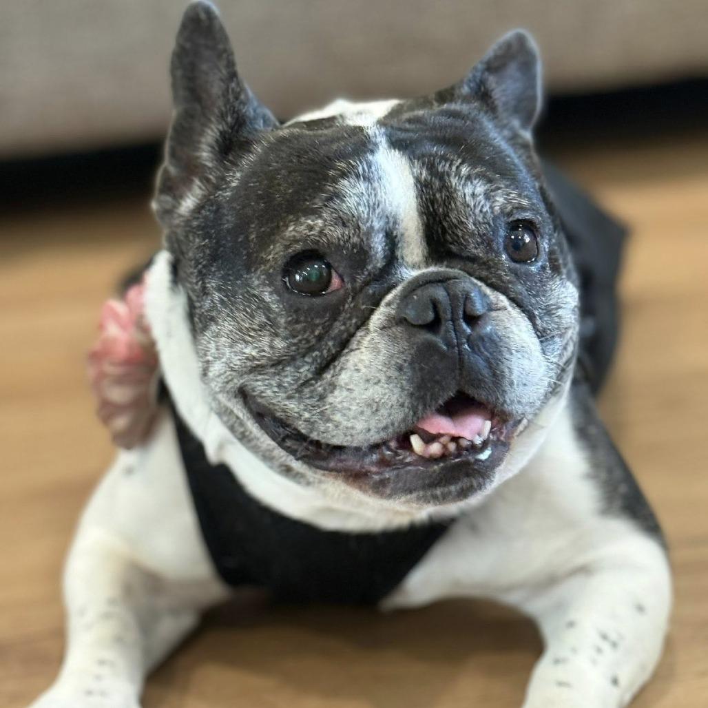 Polly Pocket, a Adoptable French Bulldog in Ramona, CA image 5/6