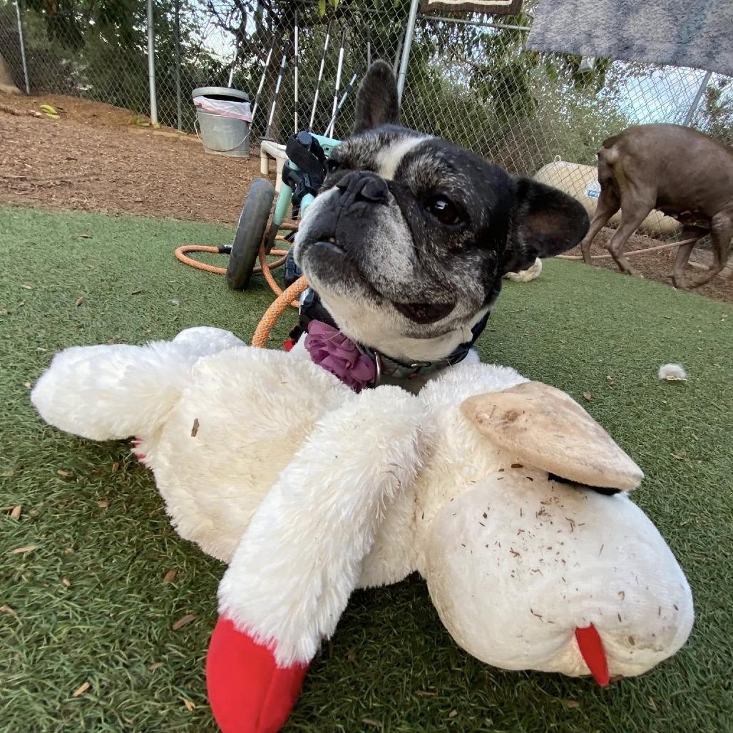 Enlarge Polly Pocket, a Adoptable French Bulldog in Ramona, CA image 6/6