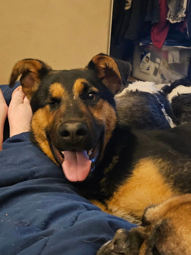 Dobbie, Adoptable, Young Male German Shepherd Dog & Doberman Pinscher.