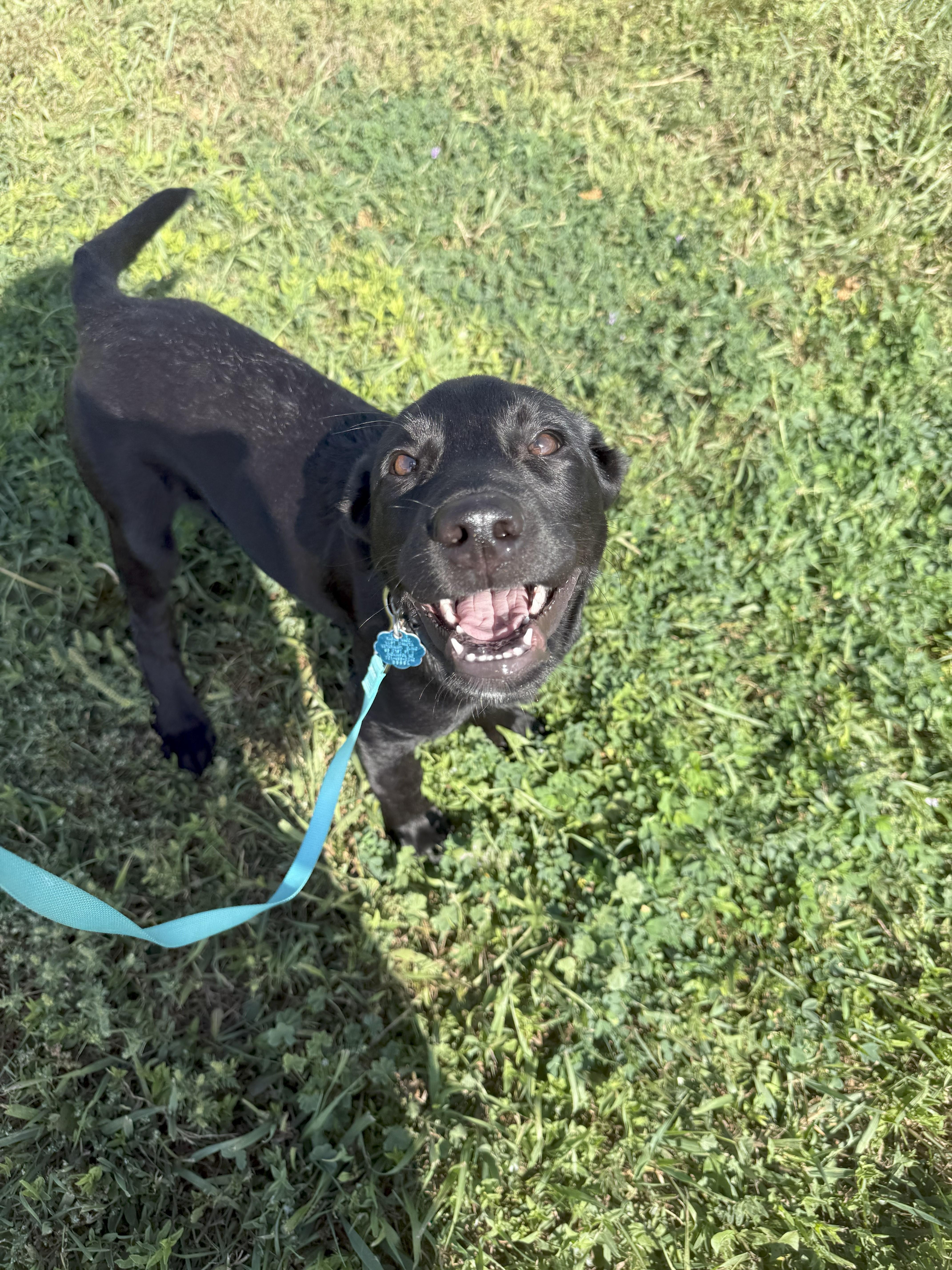 Toast-BT, an adoptable Black Labrador Retriever in Dickinson, ND, 58601 | Photo Image 1