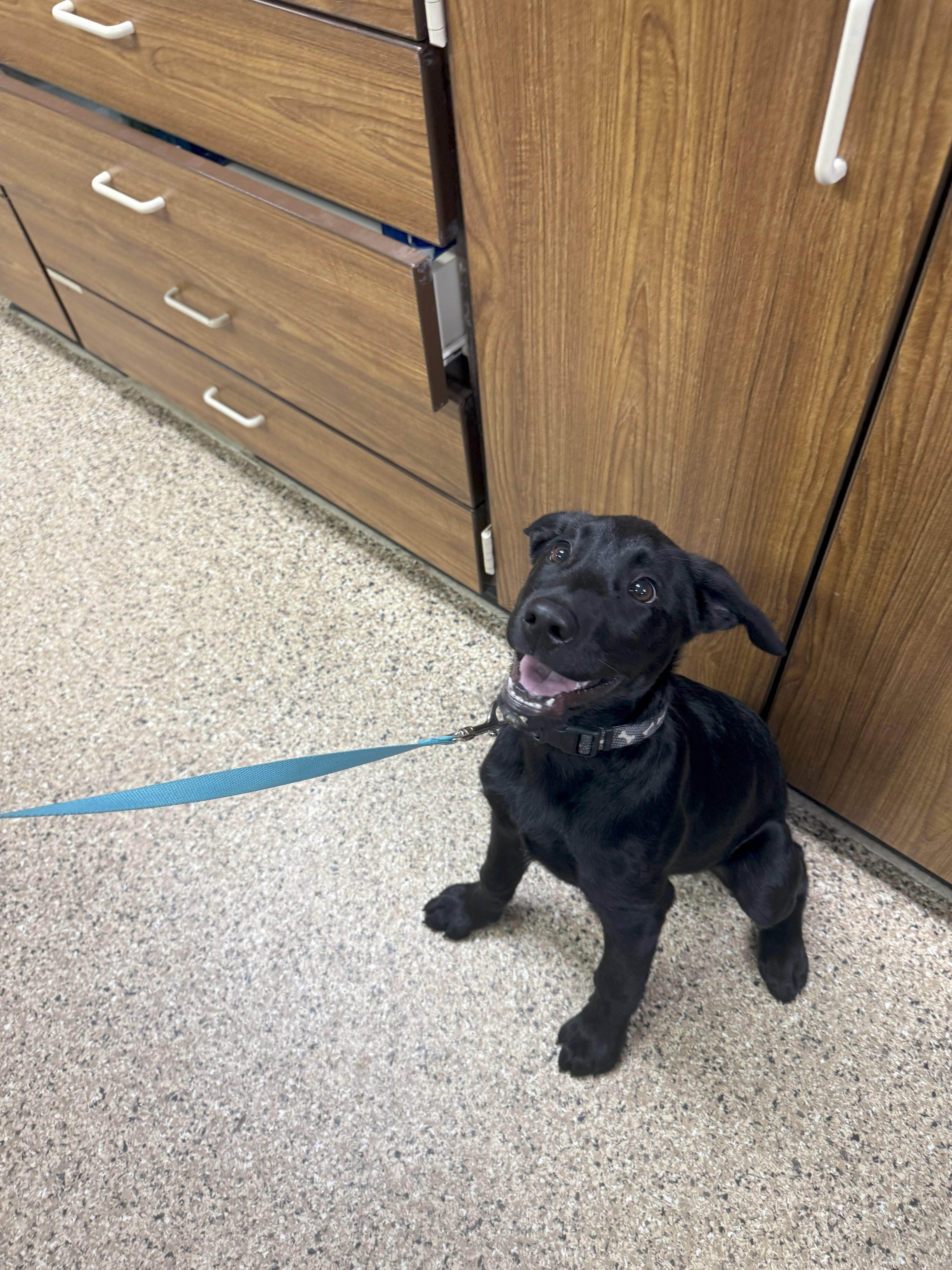 Toast-BT, an adoptable Black Labrador Retriever in Dickinson, ND, 58601 | Photo Image 2