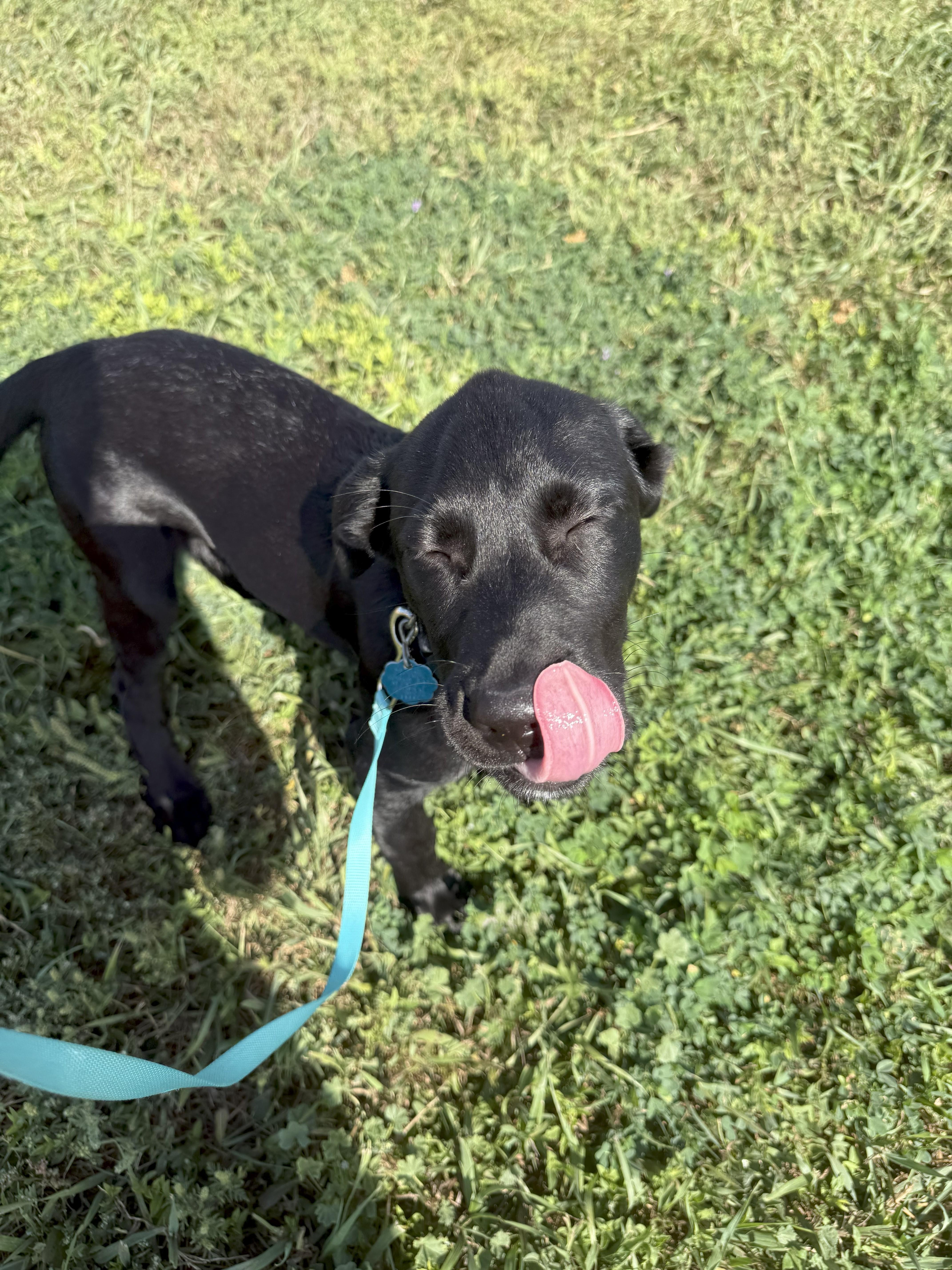 Toast-BT, an adoptable Black Labrador Retriever in Dickinson, ND, 58601 | Photo Image 3