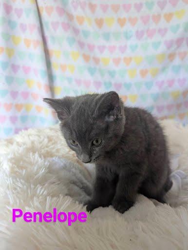 Enlarge Penelope [and Aspin], a Adoptable Domestic Medium Hair in Oxford, PA image 4/5