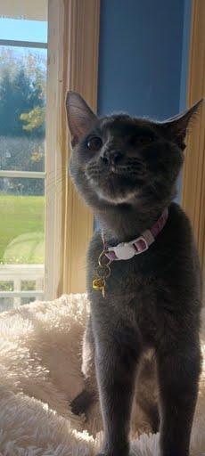 Penelope [and Aspin], Adoptable, Kitten Female Domestic Medium Hair.