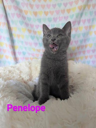 Penelope, Baby Female Domestic Medium Hair