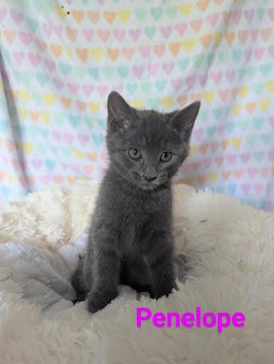 Enlarge Penelope [and Aspin], a Adoptable Domestic Medium Hair in Oxford, PA image 5/5