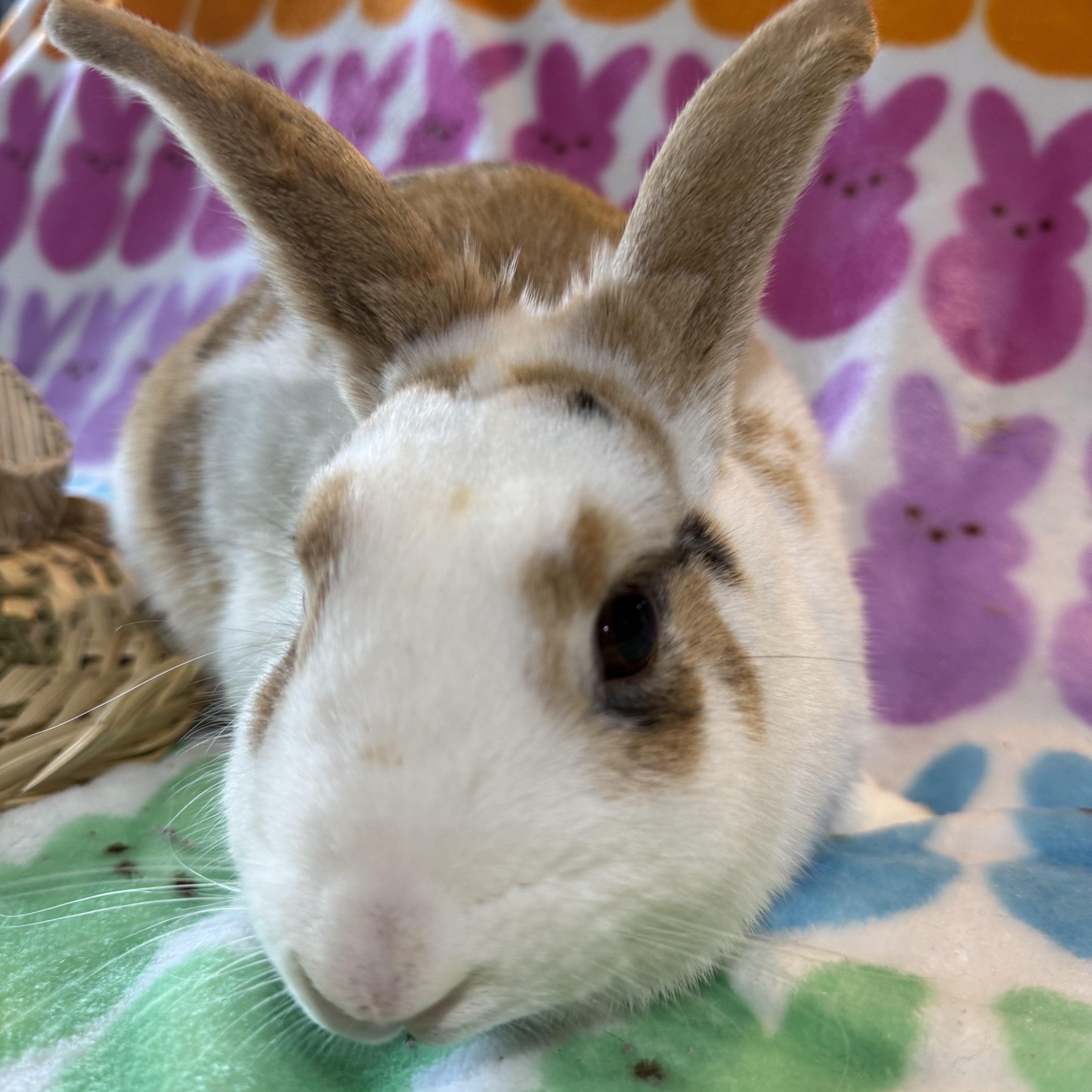 Enlarge Froyo, a ADOPTABLE New Zealand in St. Charles, MO image 5/5