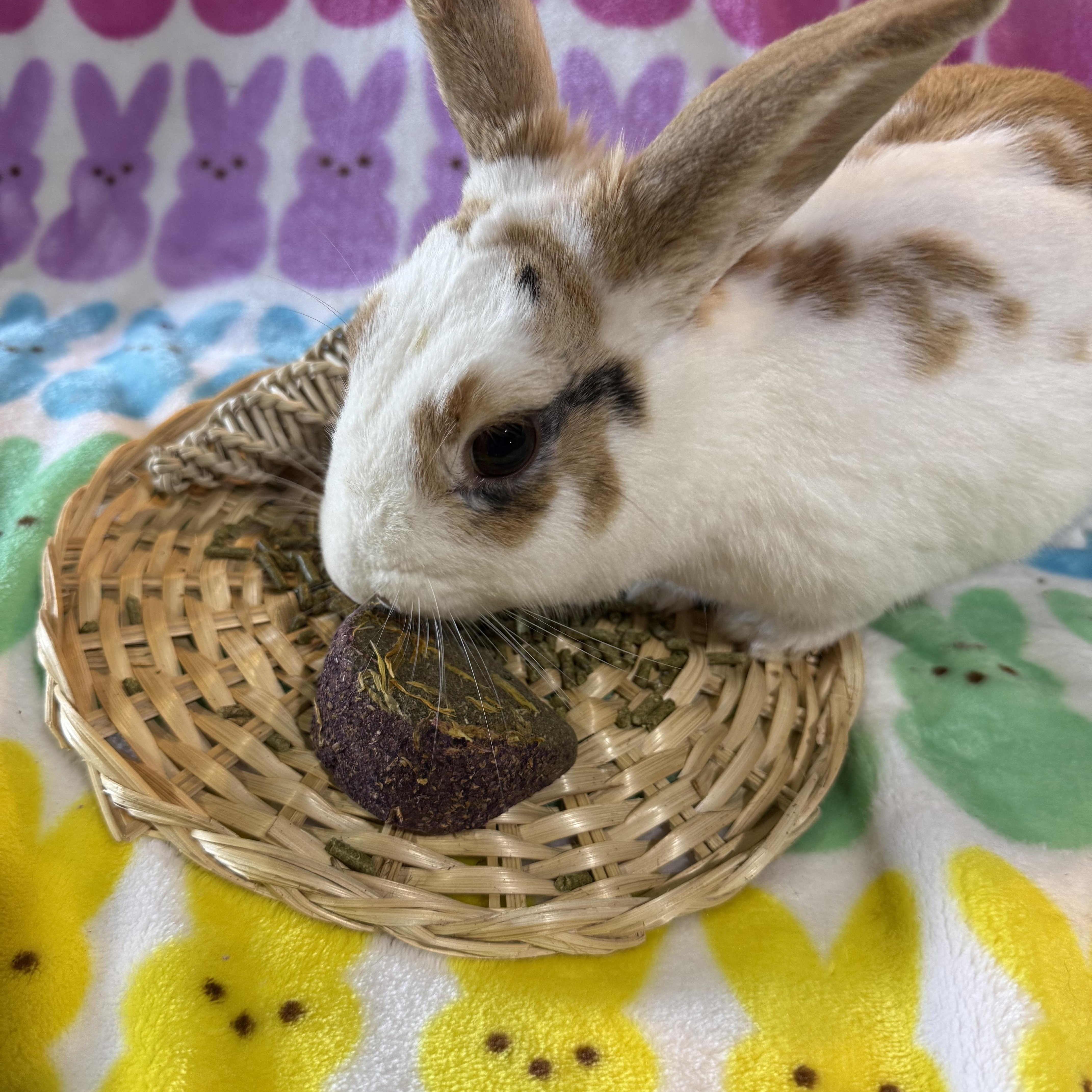 Enlarge Froyo, a ADOPTABLE New Zealand in St. Charles, MO image 2/5