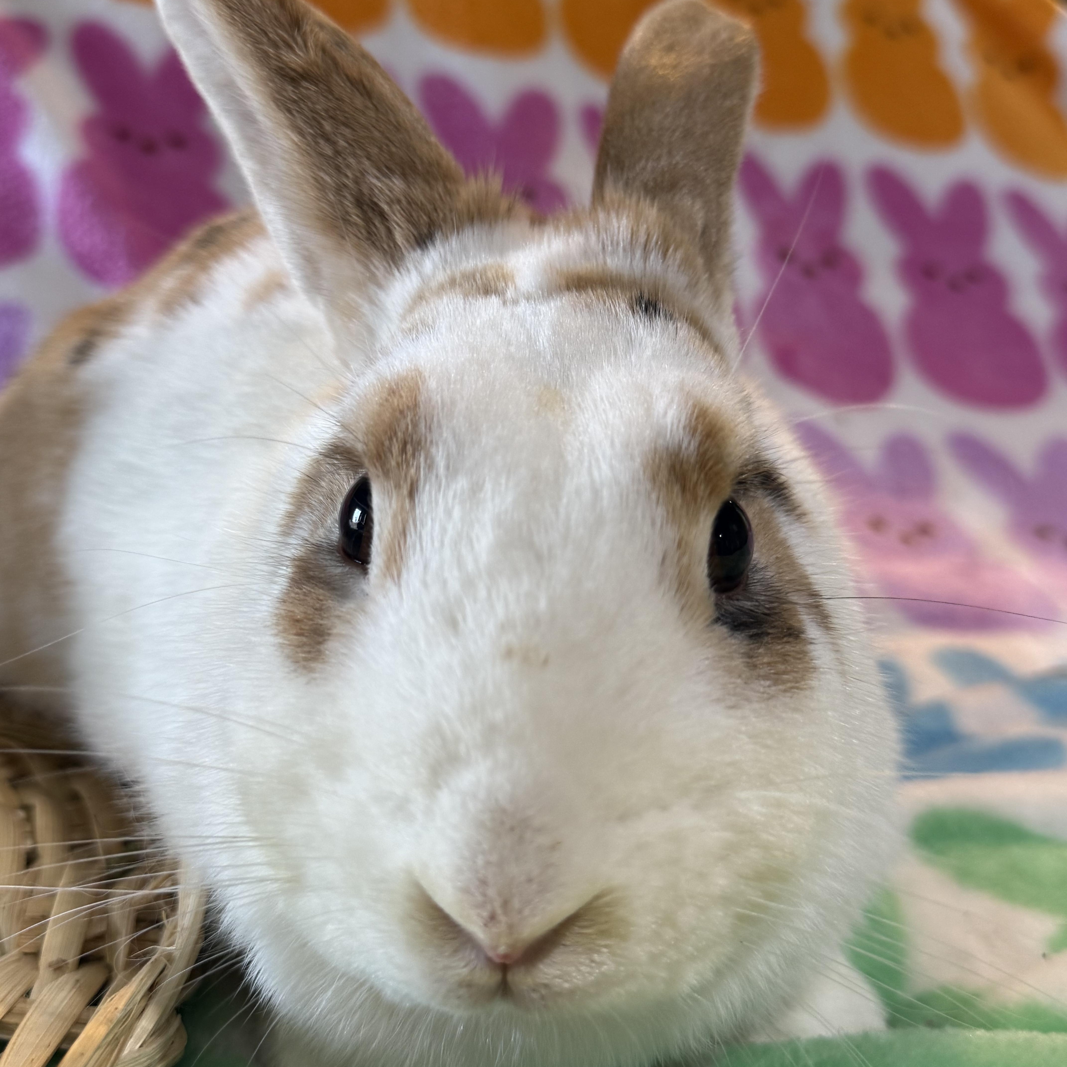 Enlarge Froyo, a ADOPTABLE New Zealand in St. Charles, MO image 1/5