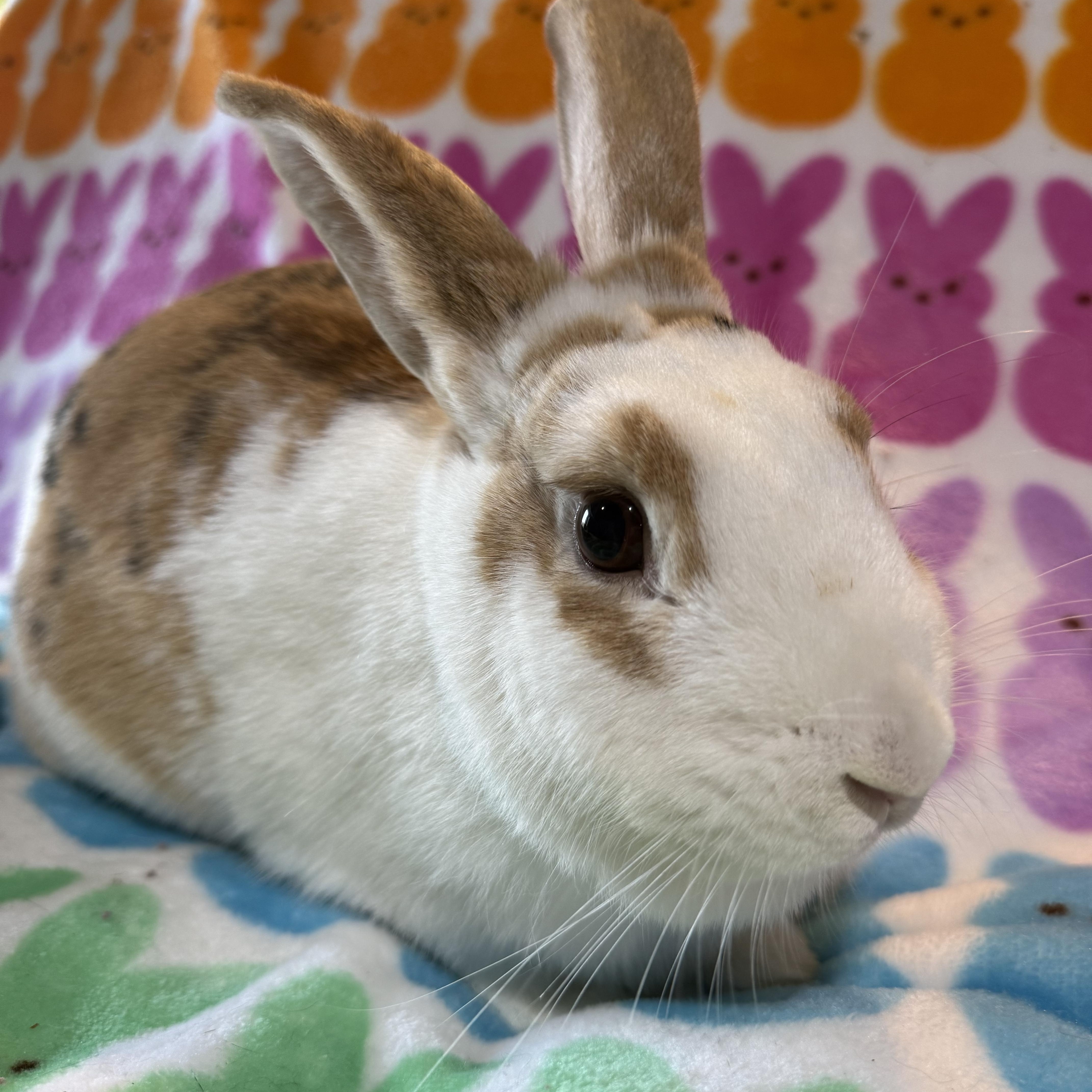 Enlarge Froyo, a ADOPTABLE New Zealand in St. Charles, MO image 3/5