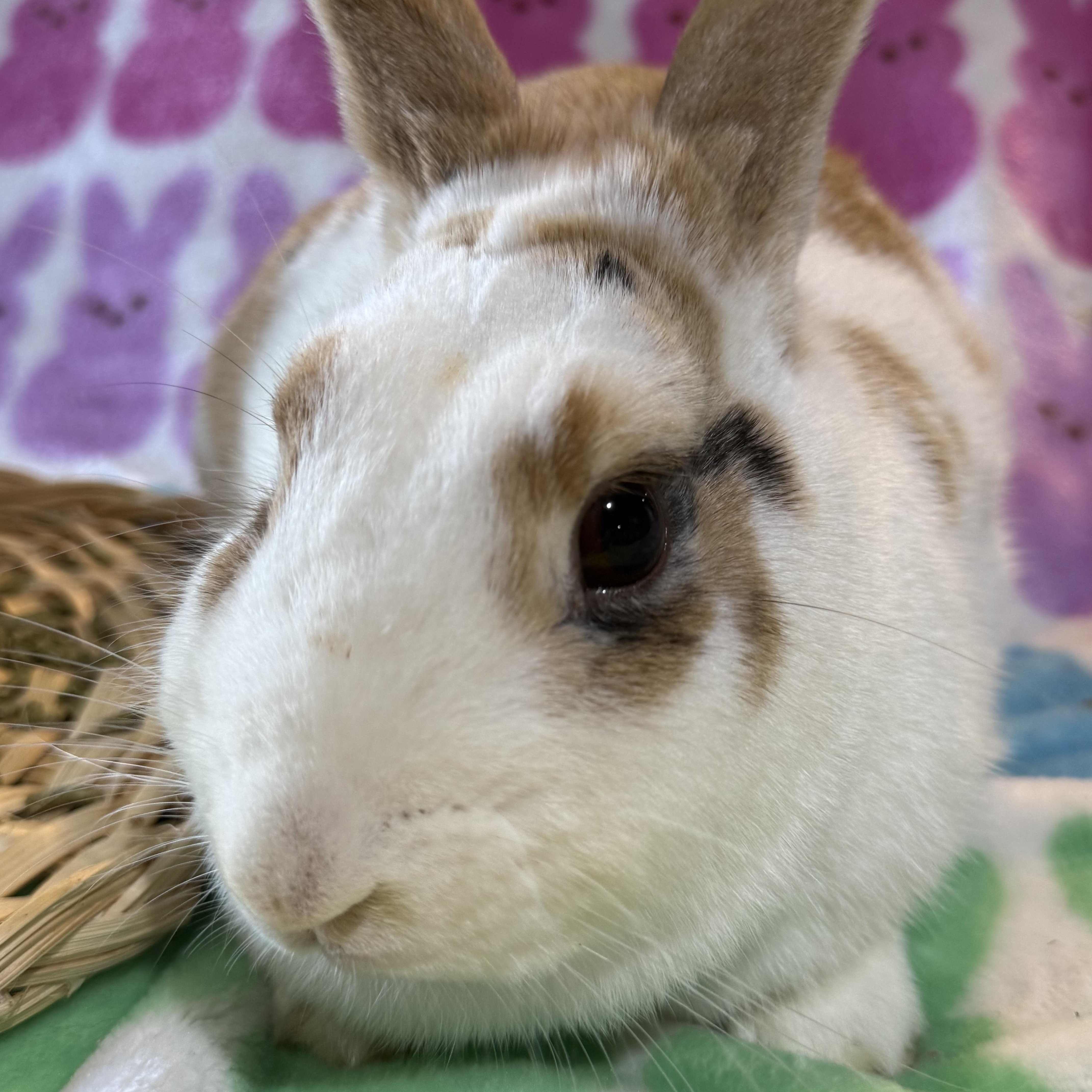 Enlarge Froyo, a ADOPTABLE New Zealand in St. Charles, MO image 4/5