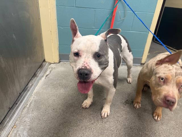 Enlarge FREYJA, a Adoptable Pit Bull Terrier in Kent, WA image 1/1