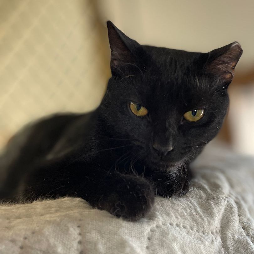 Ernest, Adoptable, Young Male Domestic Short Hair.