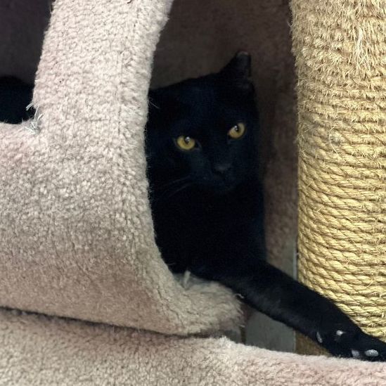 Ernest, a Adoptable mixed breed in East Elmhurst, NY image 2/12