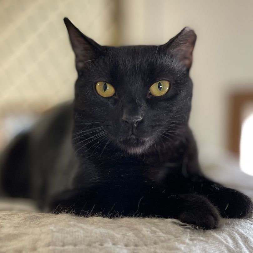 Ernest, a Adoptable mixed breed in East Elmhurst, NY image 3/12