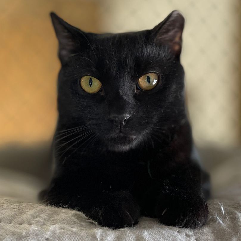 Ernest, a Adoptable mixed breed in East Elmhurst, NY image 4/12