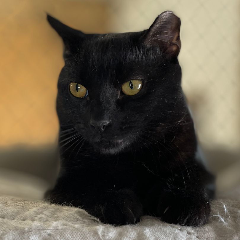 Ernest, a Adoptable mixed breed in East Elmhurst, NY image 5/12