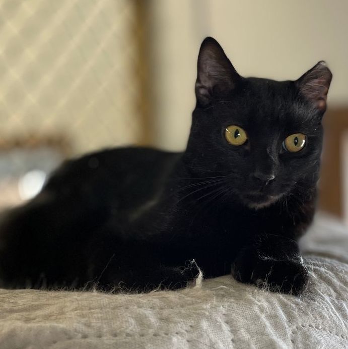 Ernest, a Adoptable mixed breed in East Elmhurst, NY image 6/12