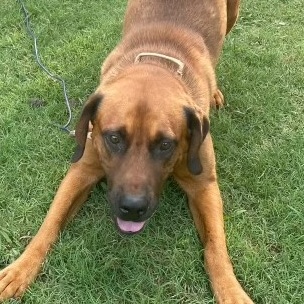 Simba, Adoptable, Adult Male Rhodesian Ridgeback & Black Mouth Cur.