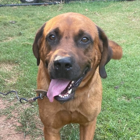 Enlarge Simba, a Adoptable mixed breed in Oklahoma City, OK image 2/3
