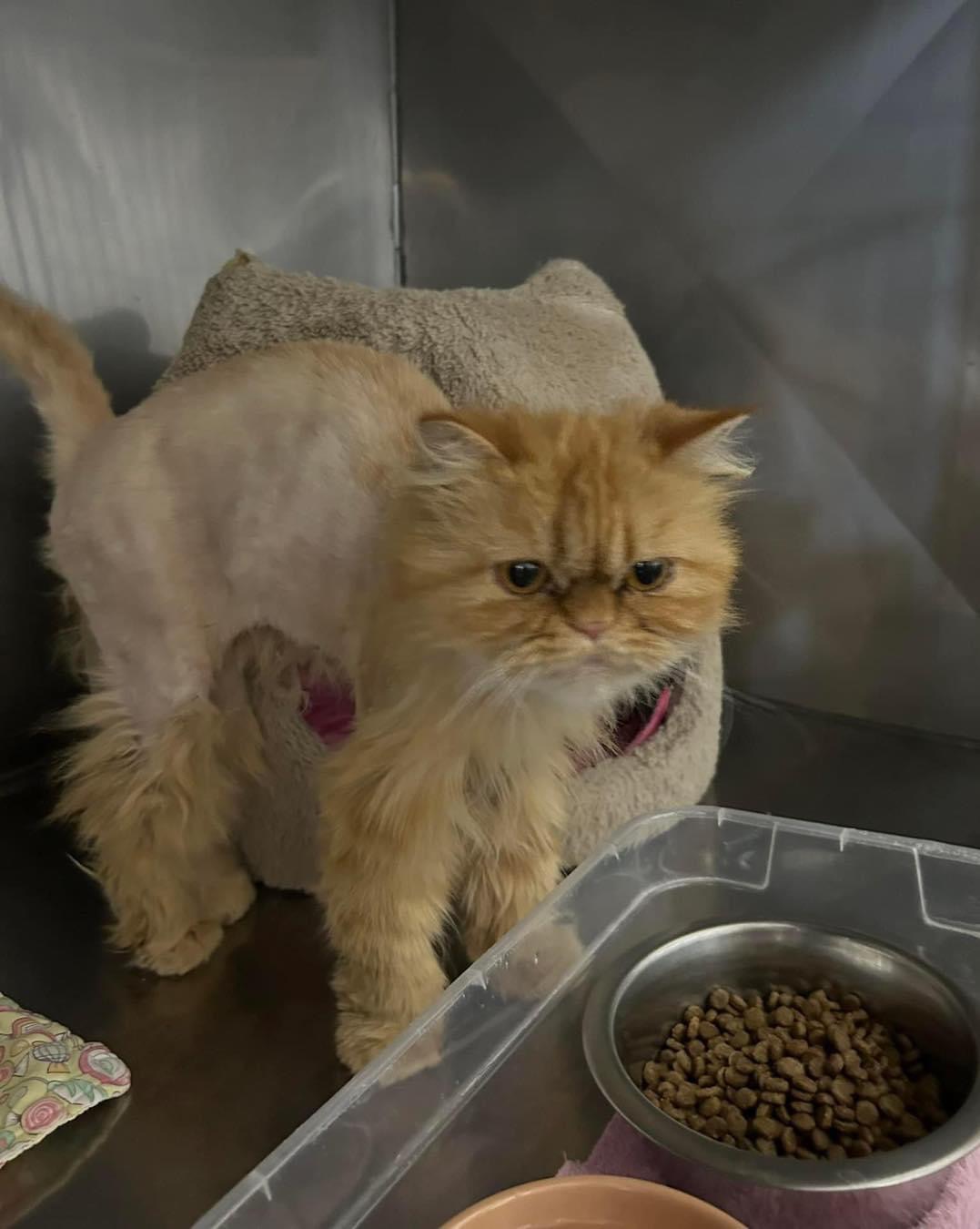 Cat for adoption Purrsia, a Persian in Grand Rapids, MI Petfinder