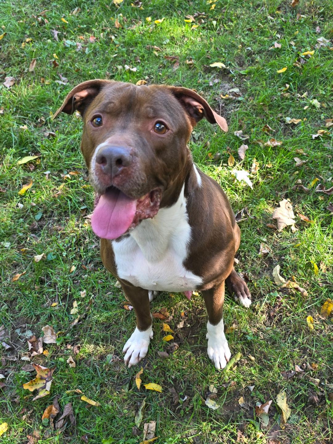 Teddy, Adoptable, Adult Male American Staffordshire Terrier.