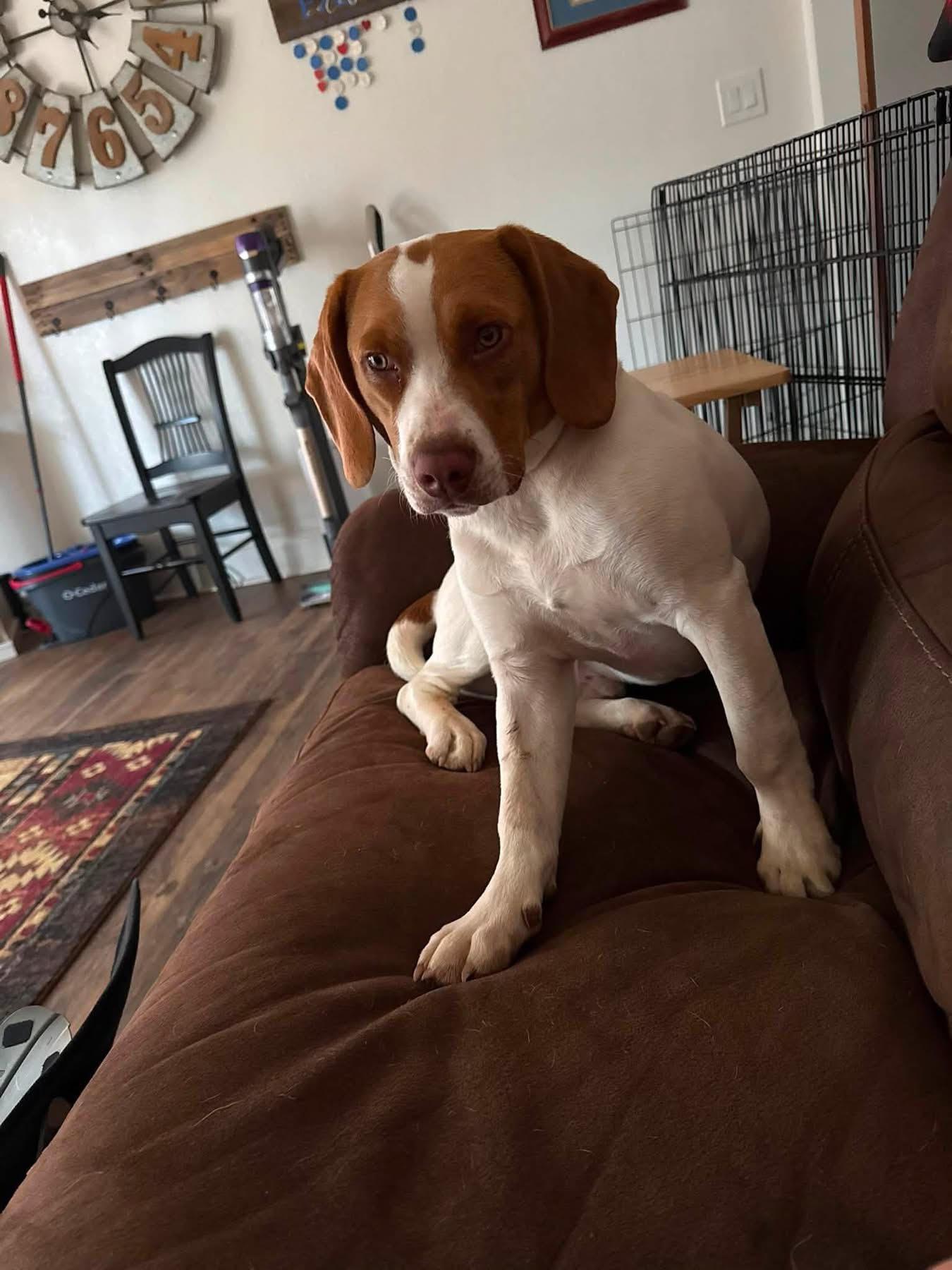 Cletus, adopted, Young Male Beagle.