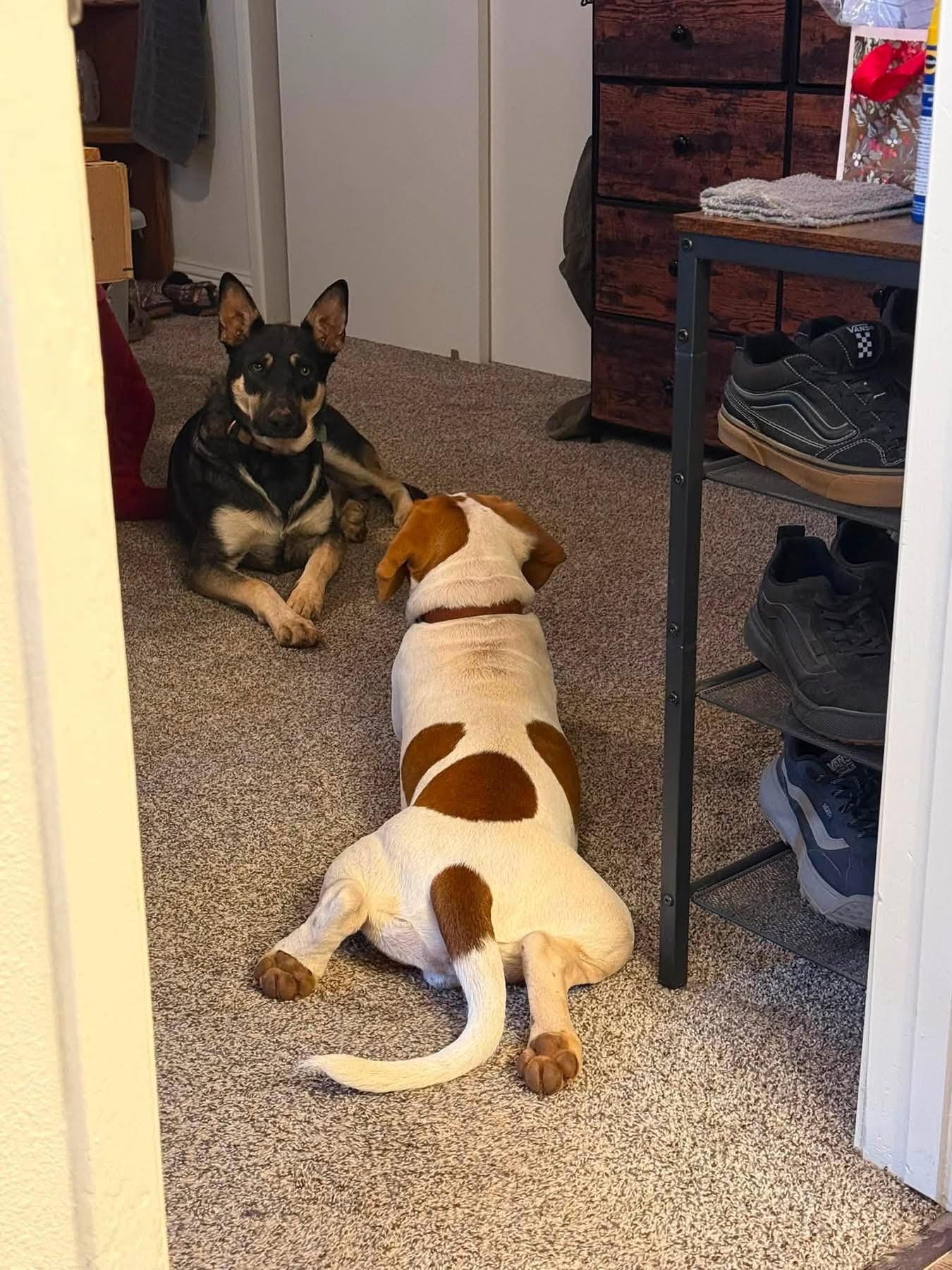 Cletus, an adopted mixed breed in Sacramento, CA image 5/5
