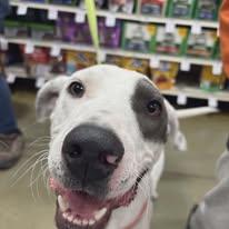 Enlarge Rudy, a Adoptable Mixed Breed in Manhattan, KS image 2/6