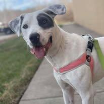 Enlarge Rudy, a Adoptable Mixed Breed in Manhattan, KS image 4/6