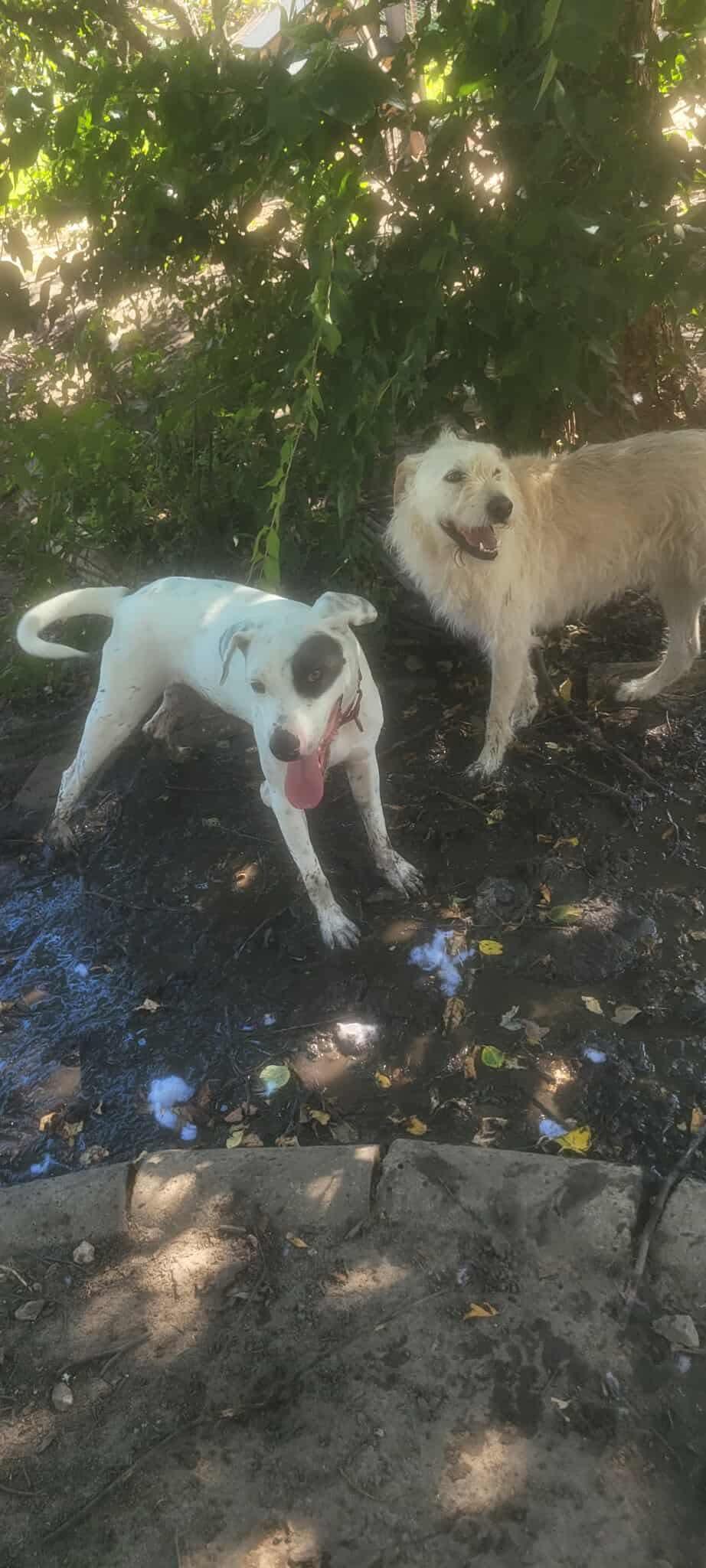 Rudy, a Adoptable Mixed Breed in Manhattan, KS image 3/5