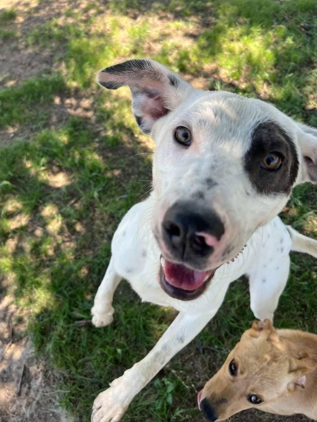 Rudy, a Adoptable Mixed Breed in Manhattan, KS image 1/5