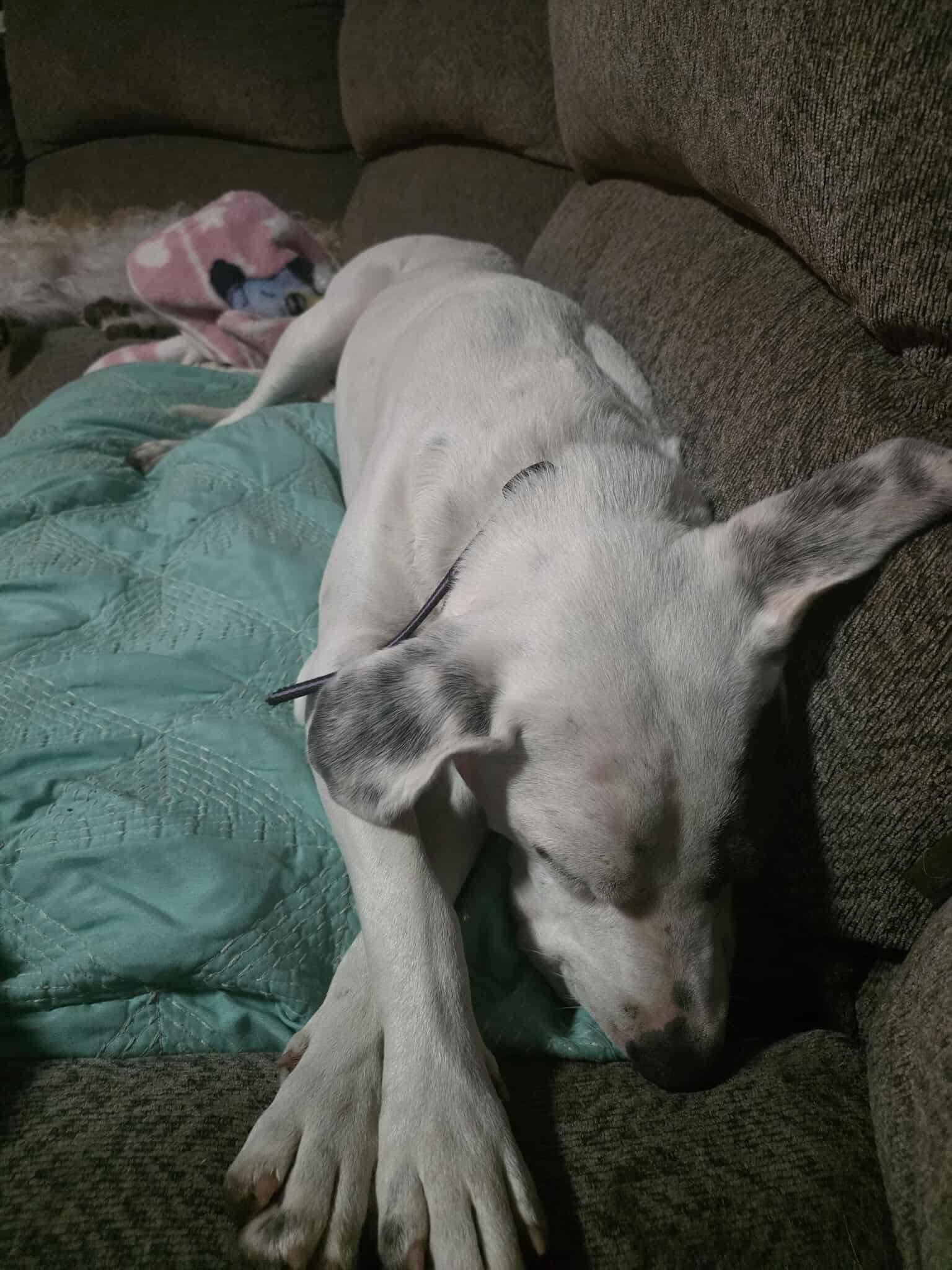 Rudy, a Adoptable Mixed Breed in Manhattan, KS image 2/5