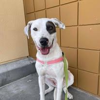 Rudy, Adoptable, Young Male Mixed Breed.