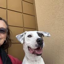 Enlarge Rudy, a Adoptable Mixed Breed in Manhattan, KS image 6/6