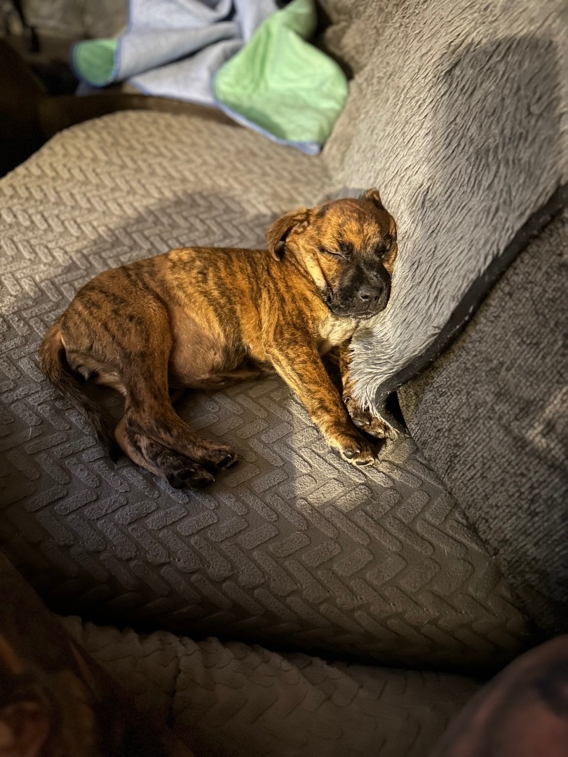 Frankie, a Adopted mixed breed in Wildwood, FL image 1/9