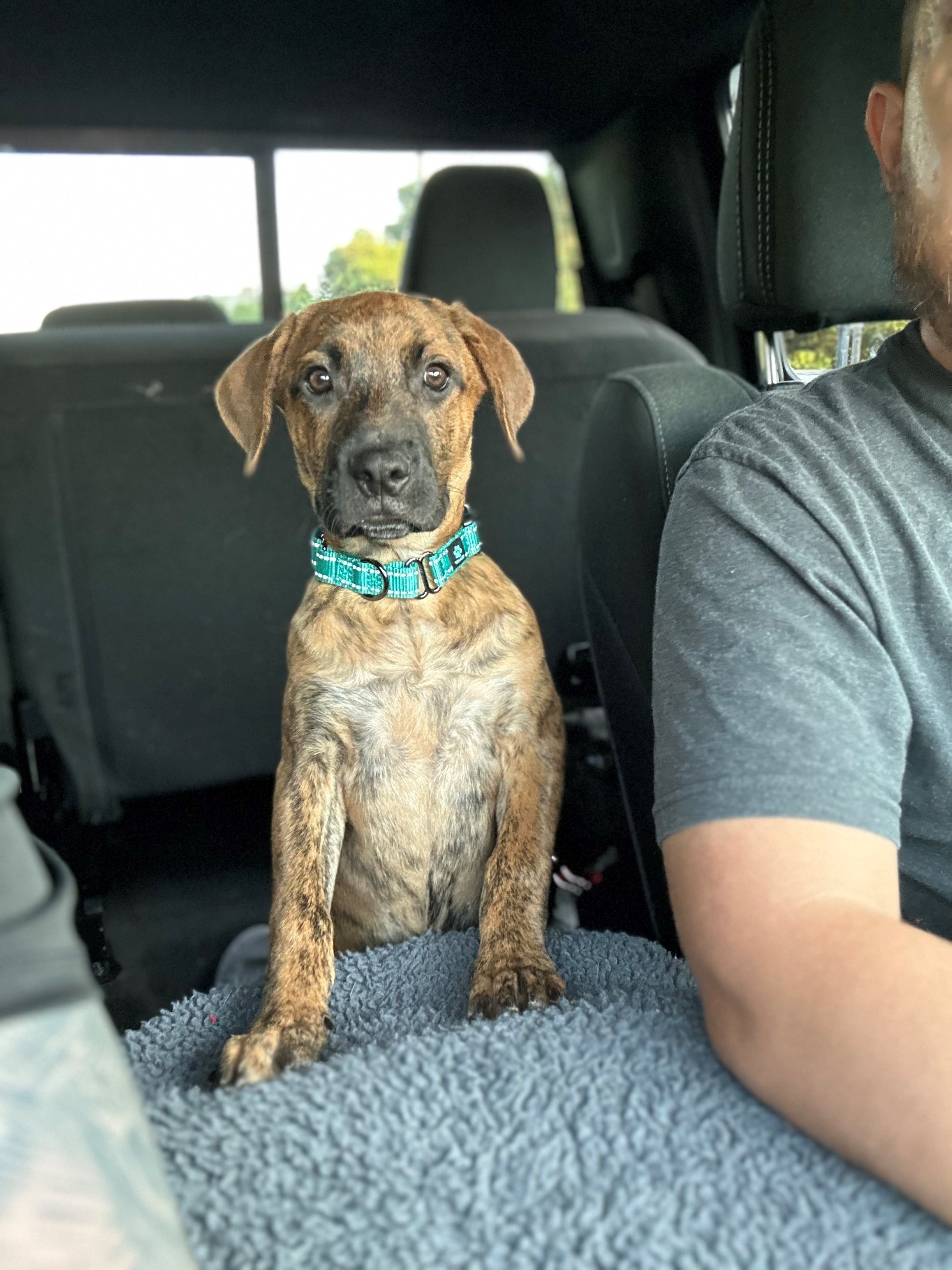 Frankie, a Adopted mixed breed in Wildwood, FL image 2/9