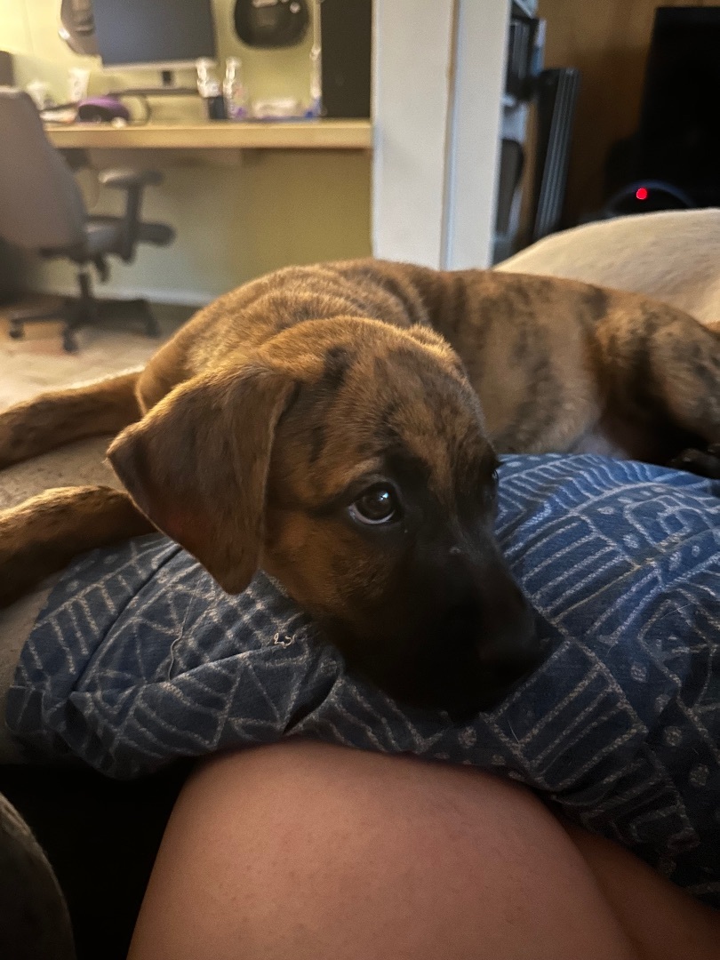 Frankie, a Adopted mixed breed in Wildwood, FL image 3/9