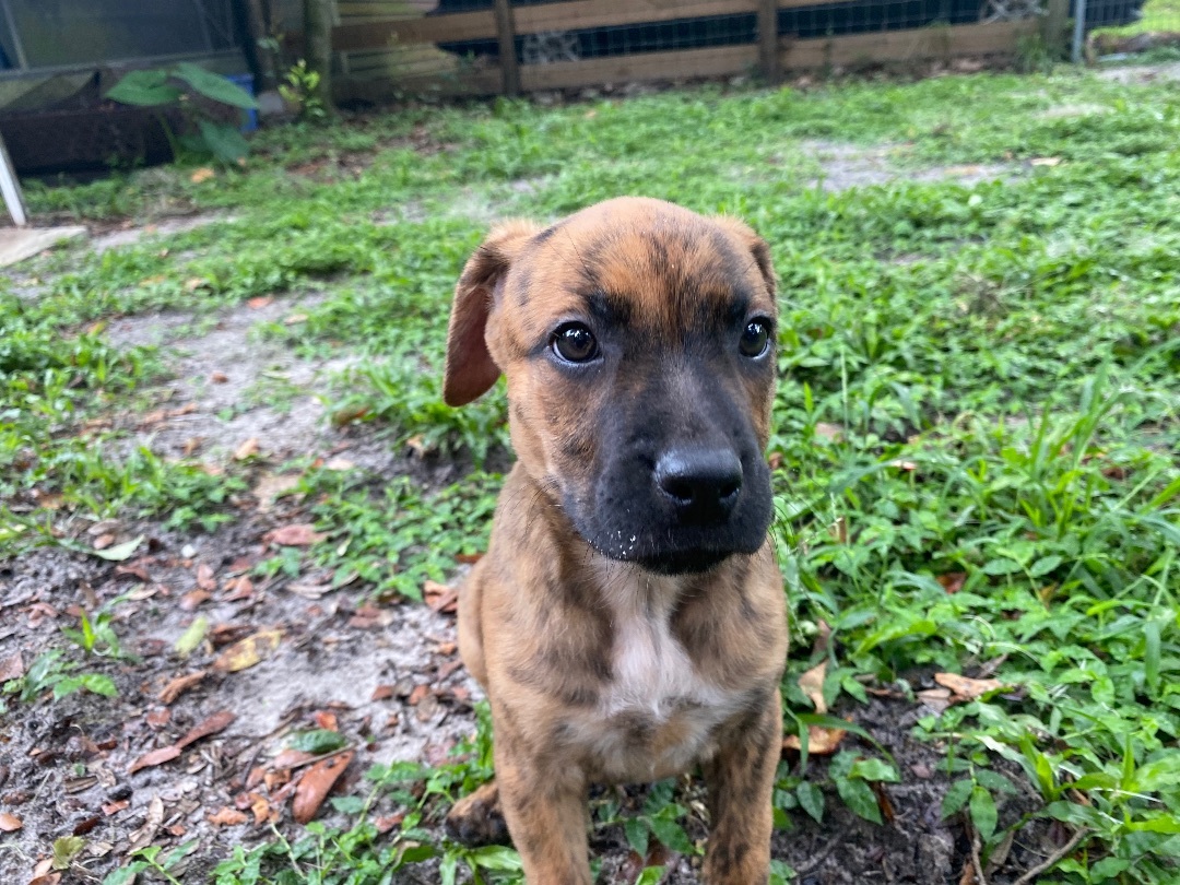 Frankie, a Adopted mixed breed in Wildwood, FL image 4/9