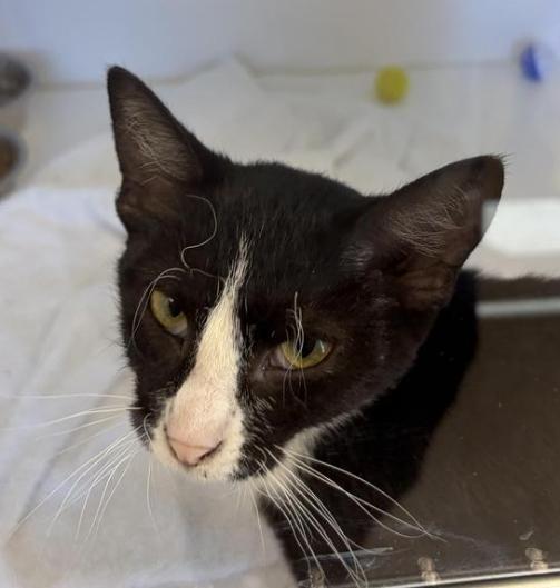 Smalls, Adoptable, Kitten Female Domestic Short Hair.