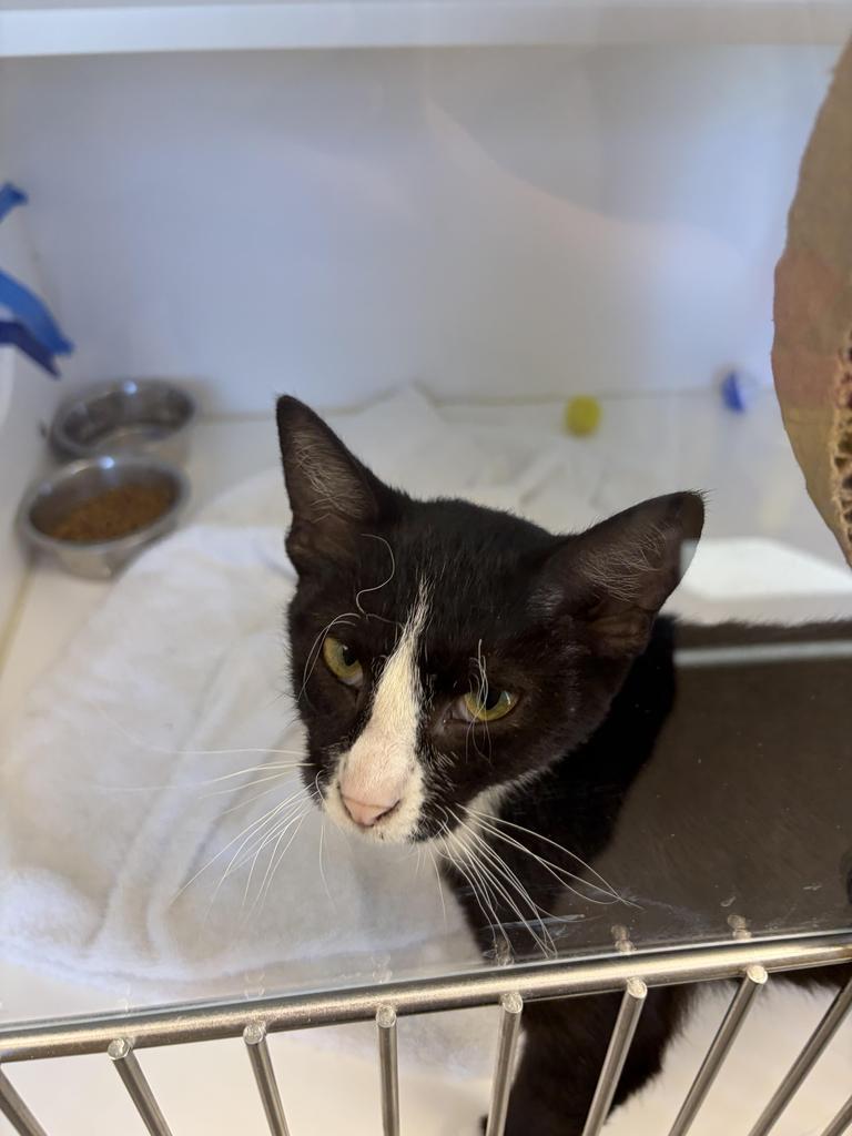Enlarge Smalls, a Adoptable mixed breed in Greenfield, IN image 2/3