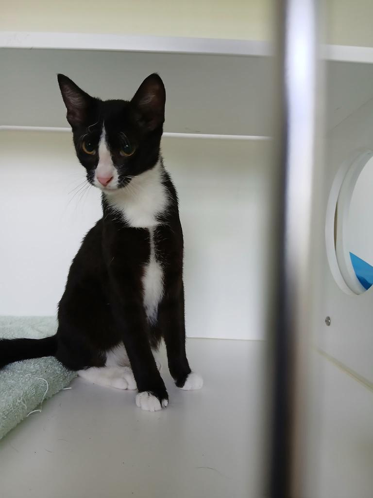 Enlarge Smalls, a Adoptable mixed breed in Greenfield, IN image 3/3