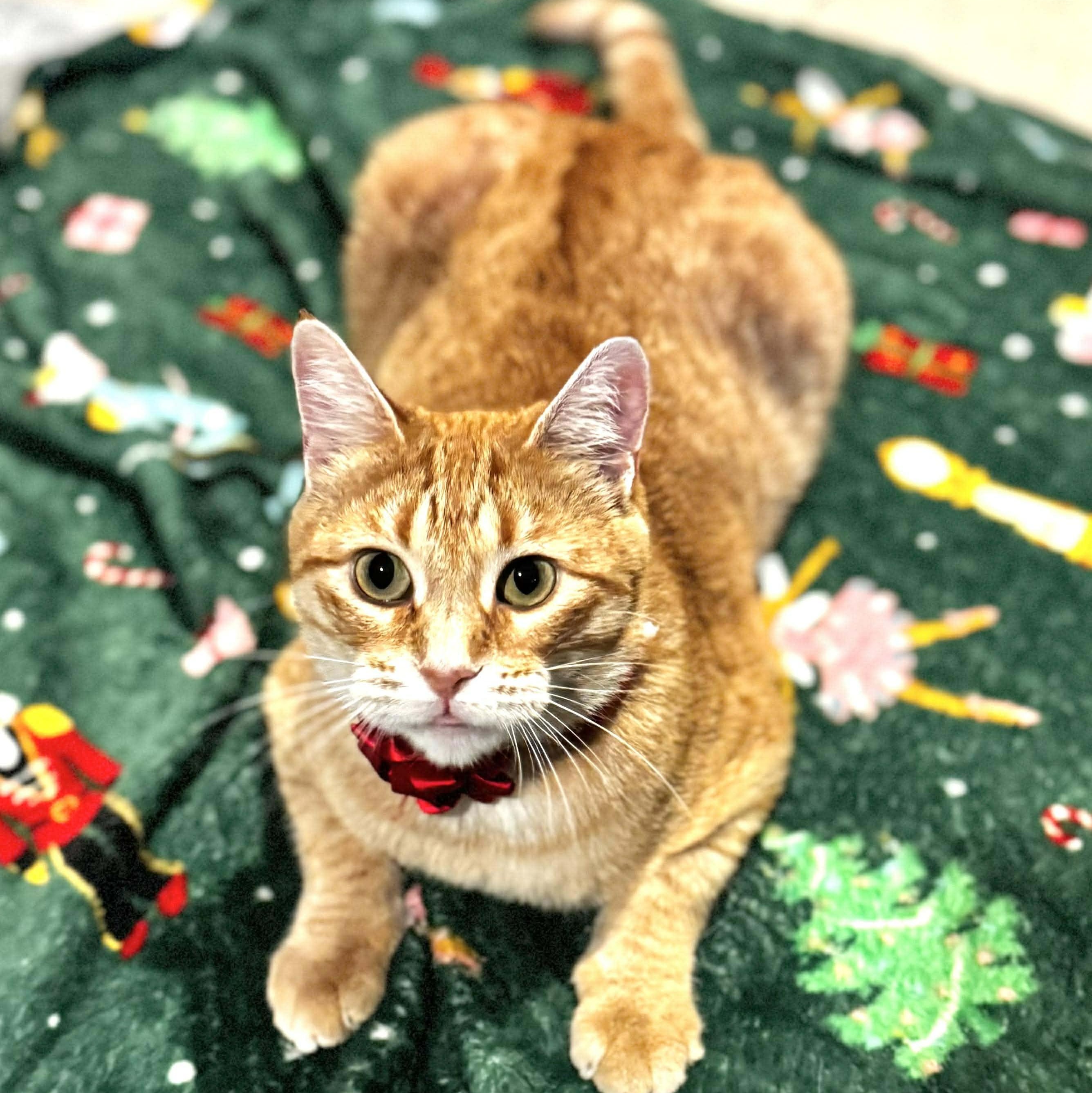 Ginger, a Adoptable Domestic Short Hair in Sedalia, MO image 1/6