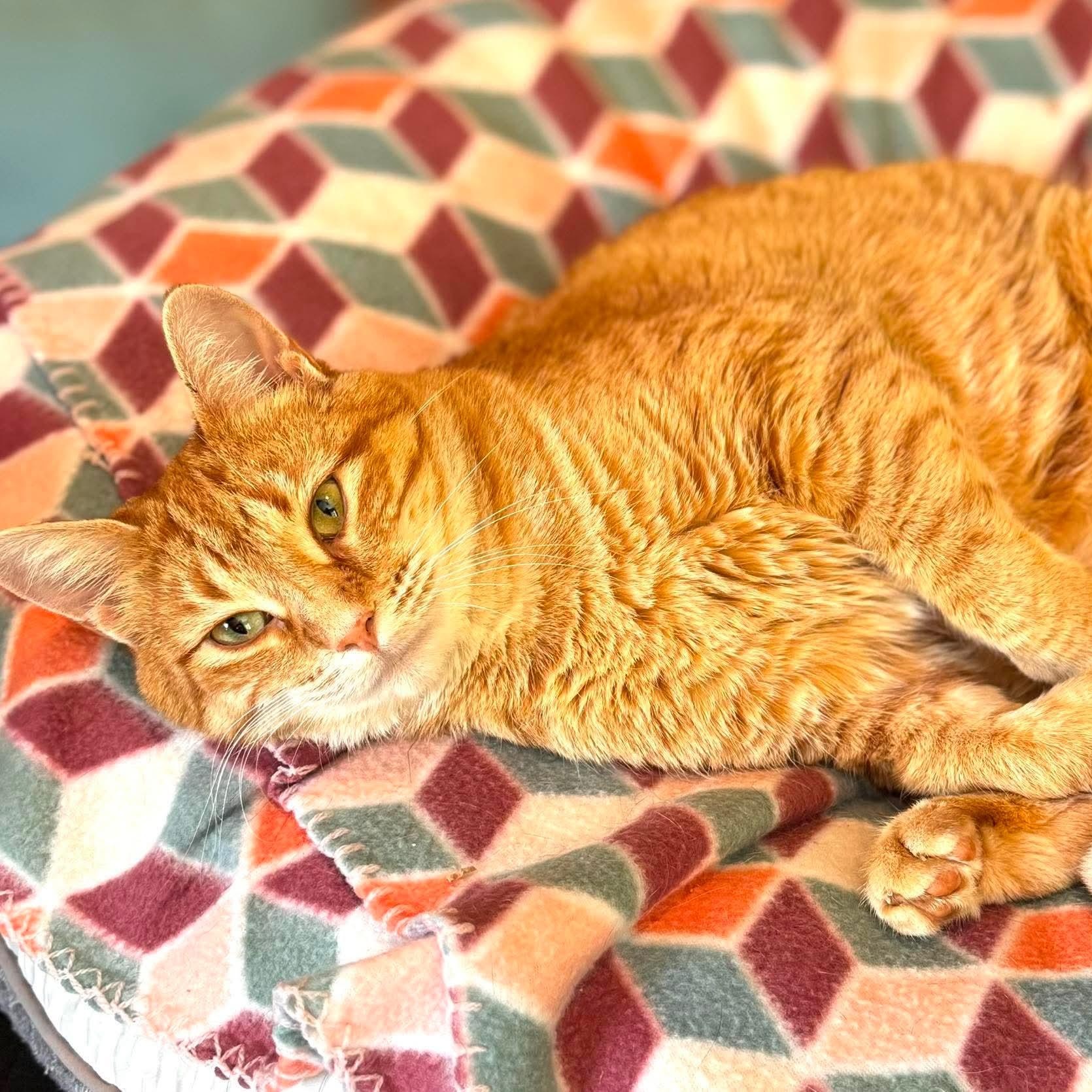 Ginger, adoptable, Adult Female Domestic Short Hair.