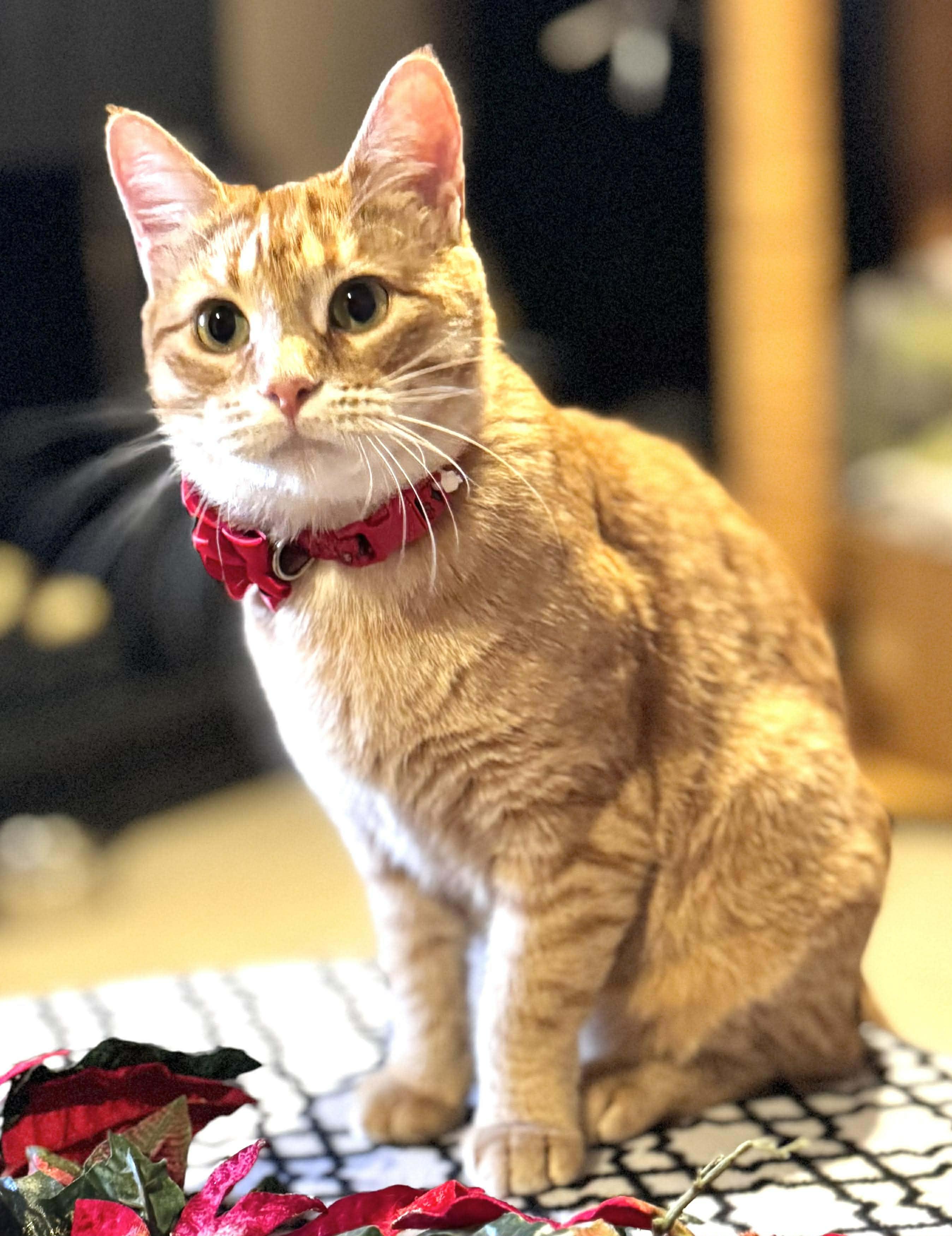 Ginger, a Adoptable Domestic Short Hair in Sedalia, MO image 2/6