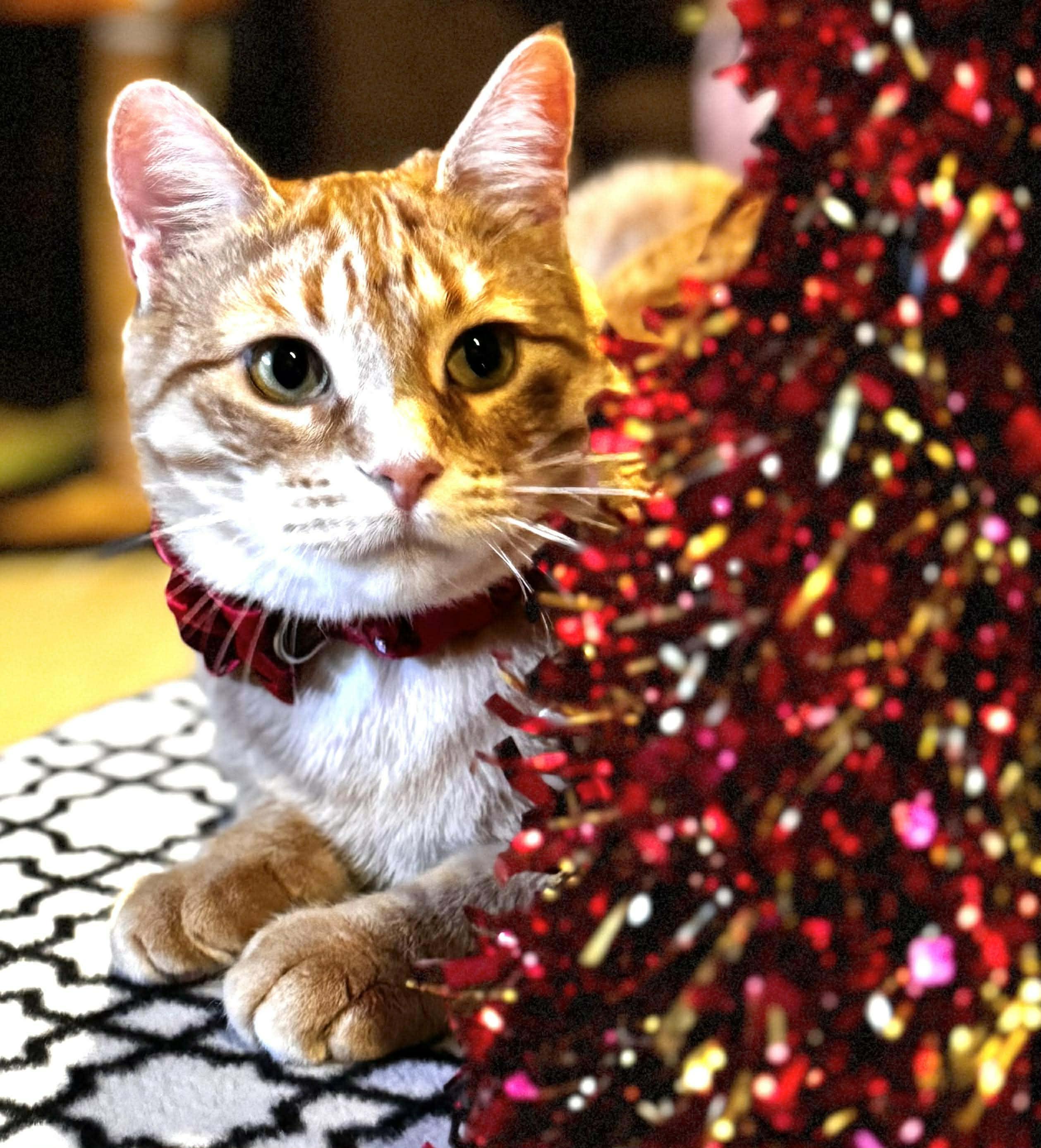 Ginger, a Adoptable Domestic Short Hair in Sedalia, MO image 3/6