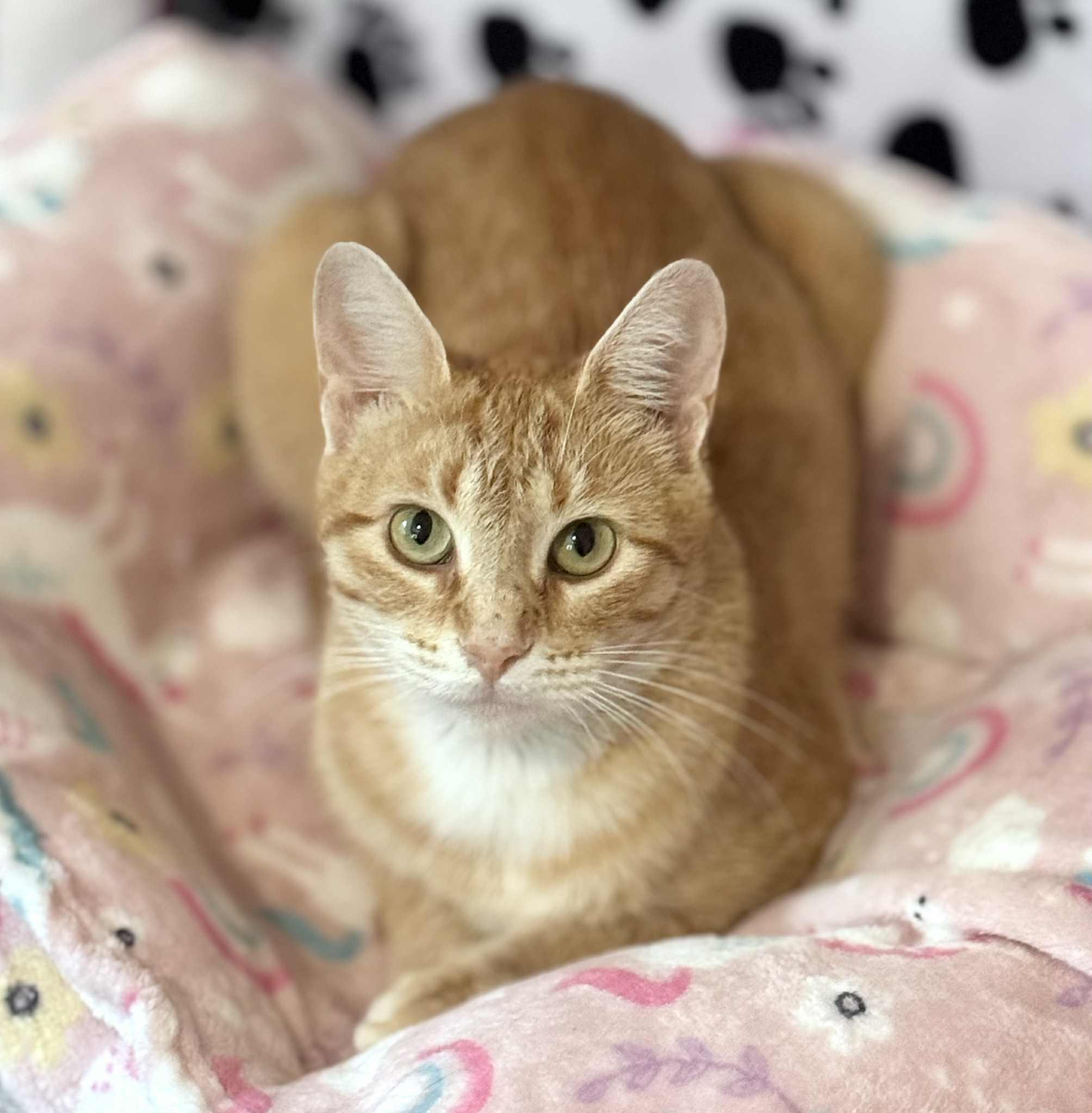 Ginger, adoptable, Adult Female Domestic Short Hair.