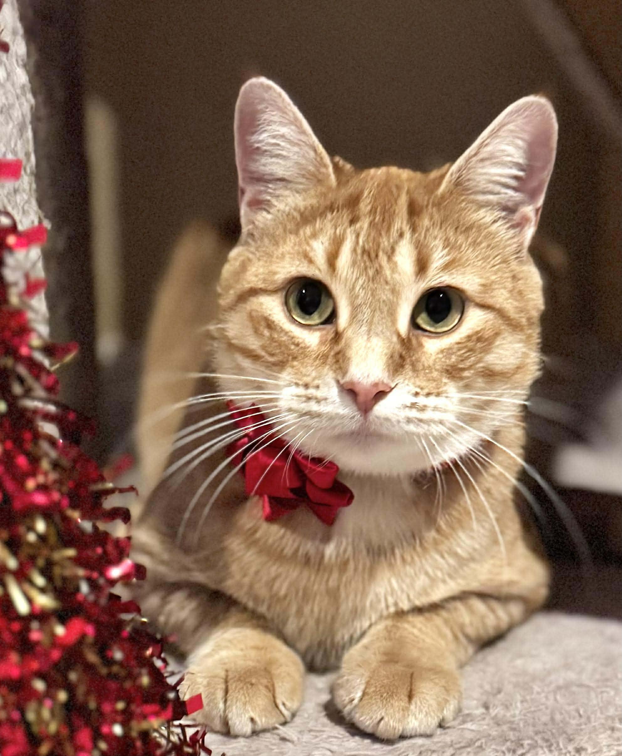 Ginger, a Adoptable Domestic Short Hair in Sedalia, MO image 6/6