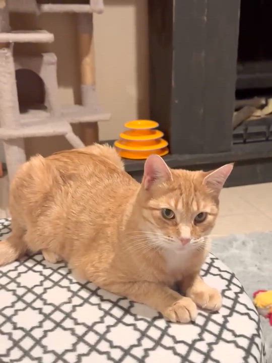 Enlarge Ginger, an adoptable Domestic Short Hair in Sedalia, MO video 5/6