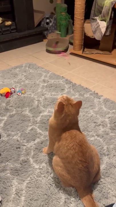 Enlarge Ginger, an adoptable Domestic Short Hair in Sedalia, MO video 6/6